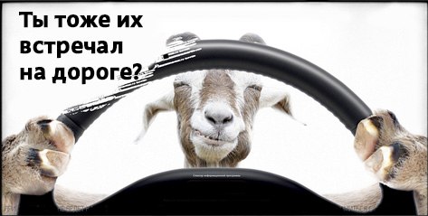 На каком автомобиле ездит больше всего муд*ков?